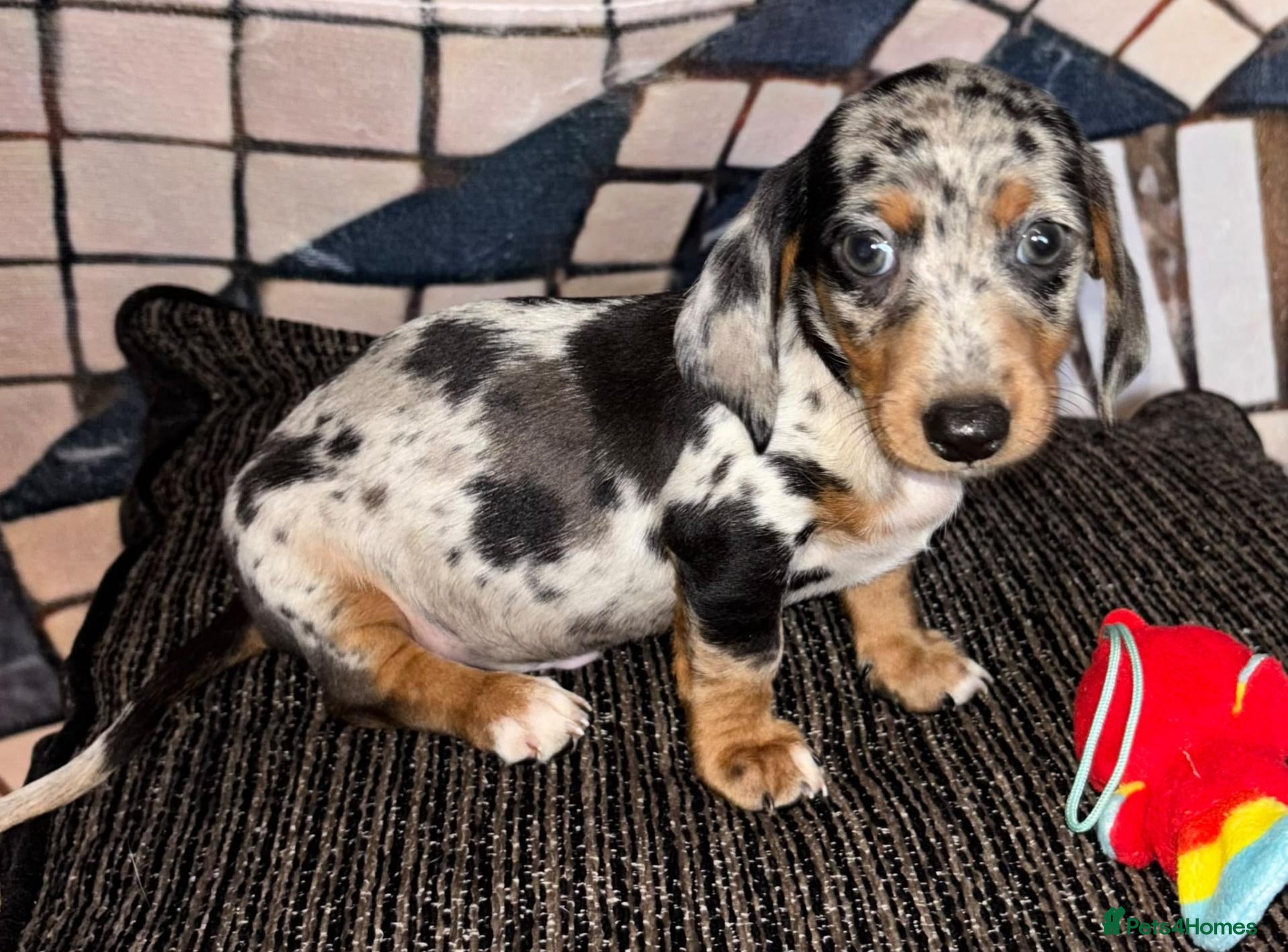 Miniature Dachshund dogs 🐶 Pure-bred Dachshund Puppies  - Advert 1