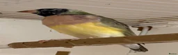 Finches birds for sale: Female Gouildian finches available young  - Advert 7