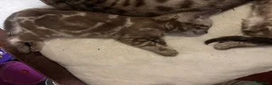 Bengal 1