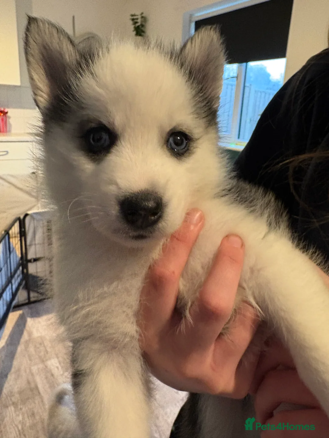 Pomsky dogs for sale: F2 Pomsky puppies  - Advert 24