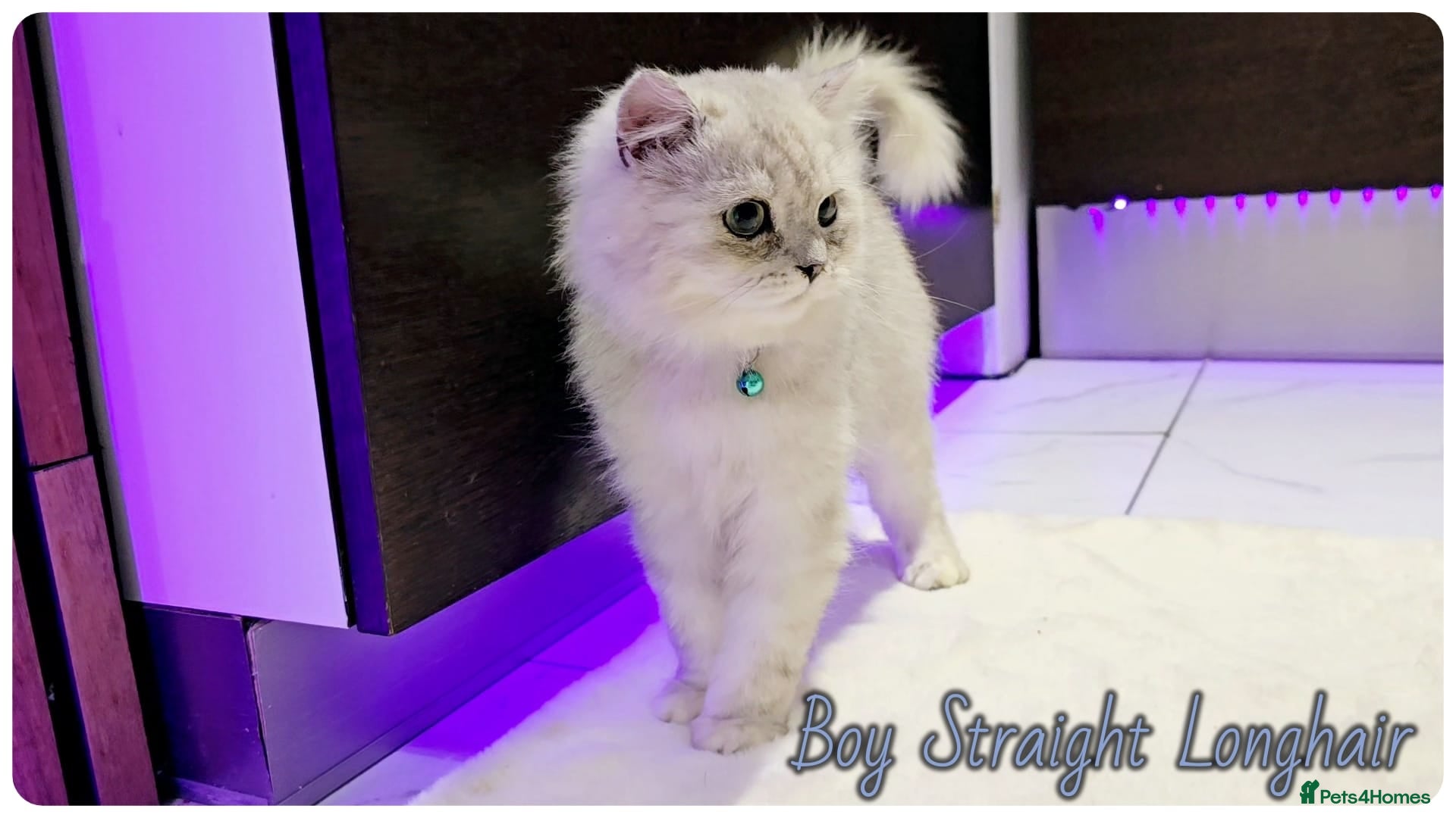 Scottish Fold cats Scottish fold kittens  - Advert 14