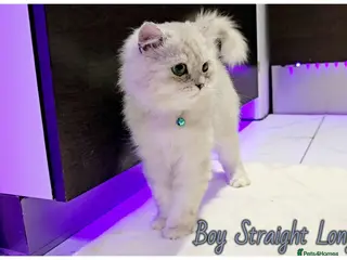 Scottish Fold cats Scottish fold kittens - Advert 14