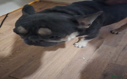 French Bulldog dogs for sale: French Pug - Image 6