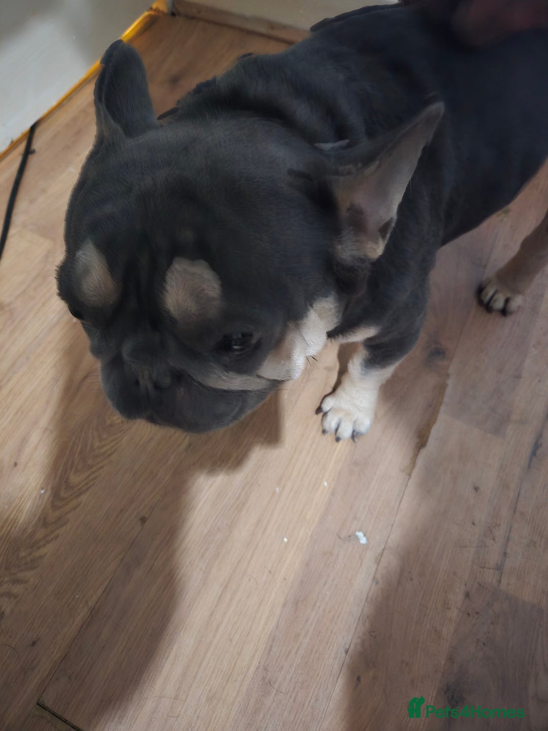 French Bulldog dogs for sale: French Pug - Image 6