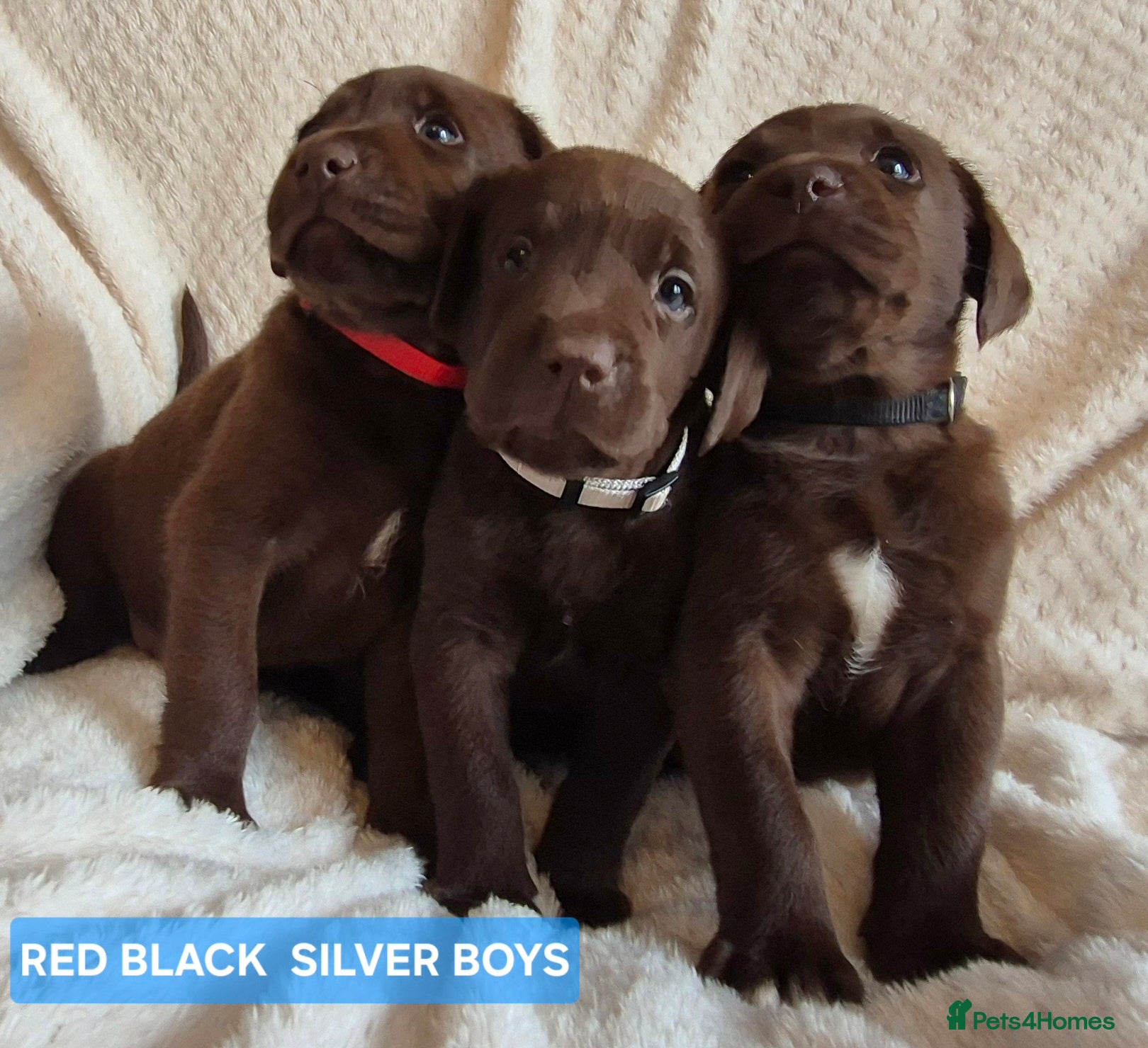 Labrador Retriever dogs Exceptional KC Reg Chocolate Labrador Puppies - Advert 5
