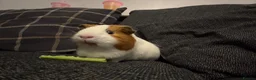 Guinea Pig rodents for sale: 2 Year Old Boar  - Advert 2