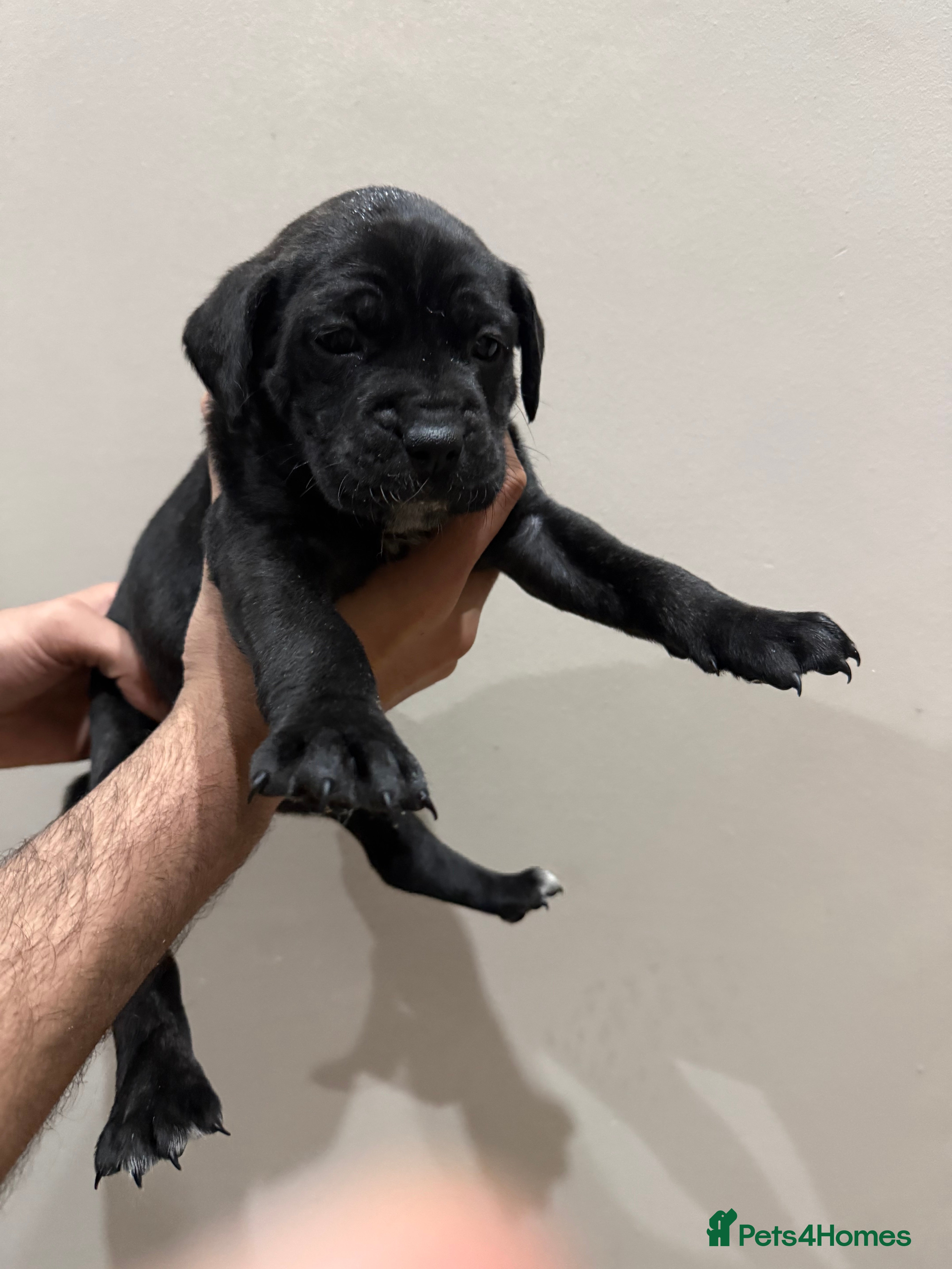 Presa Canario dogs Pure elite ** reduced presa Canario pups - Advert 1