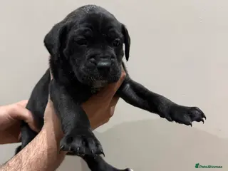 Presa Canario dogs Pure elite ** reduced presa Canario pups - Advert 1