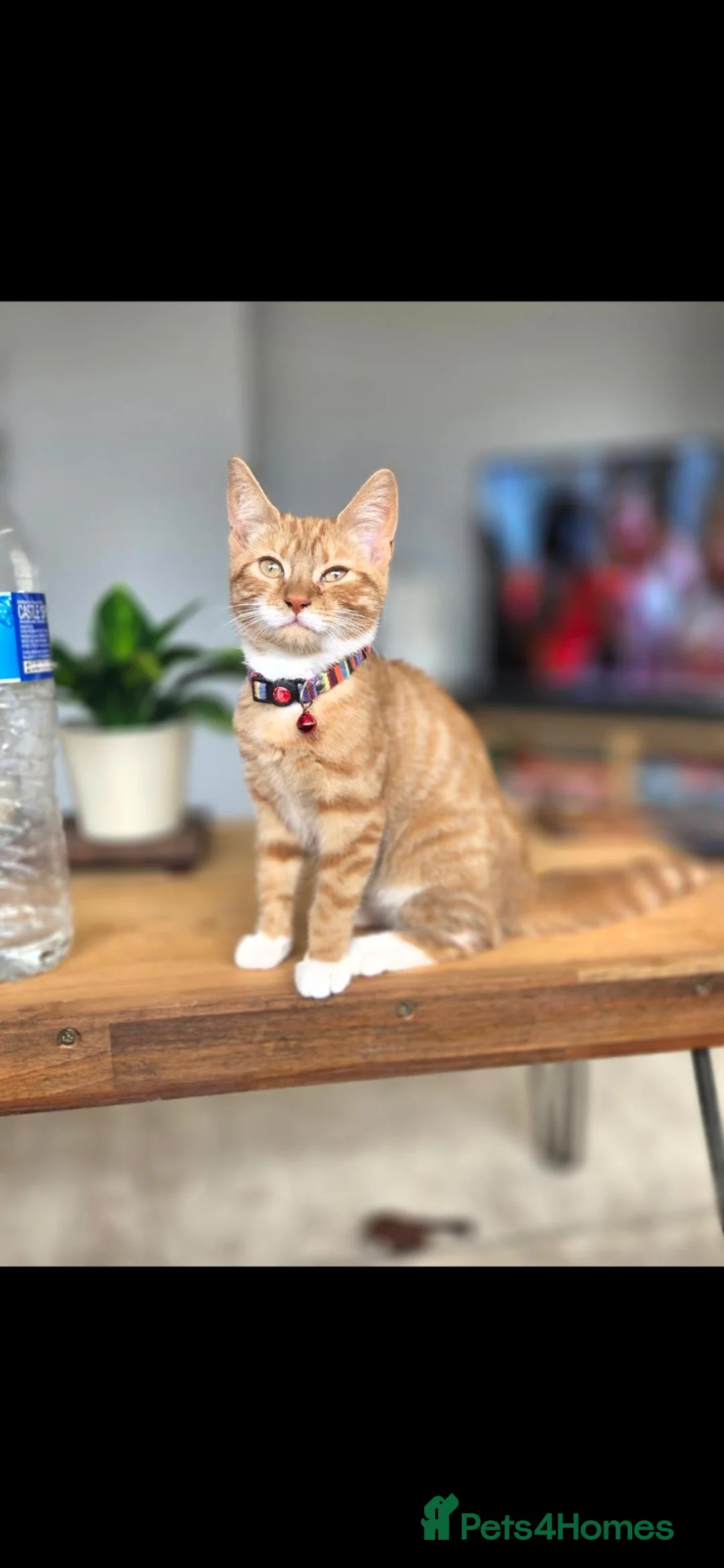 Domestic Shorthair cats for sale: Peanut 🥜 🩷PLEASE READ! this is not a litter !! - Advert 1