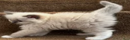 Ragdoll cats for sale: Beautiful Pedigree Ragdoll Kittens  - Advert 18