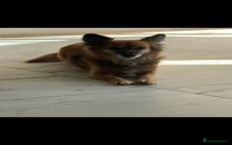 Mixed Breed dogs for sale: Adorable female is looking for new home - Image 6