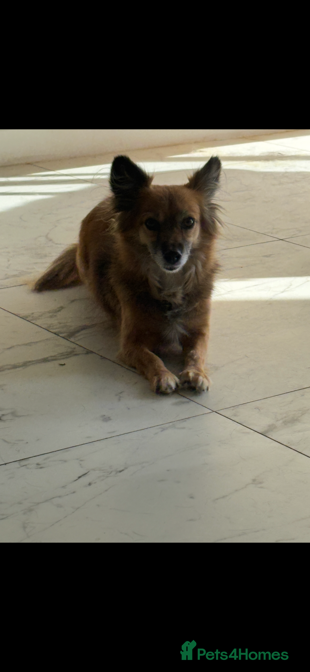 Mixed Breed dogs for sale: Adorable female is looking for new home - Image 6
