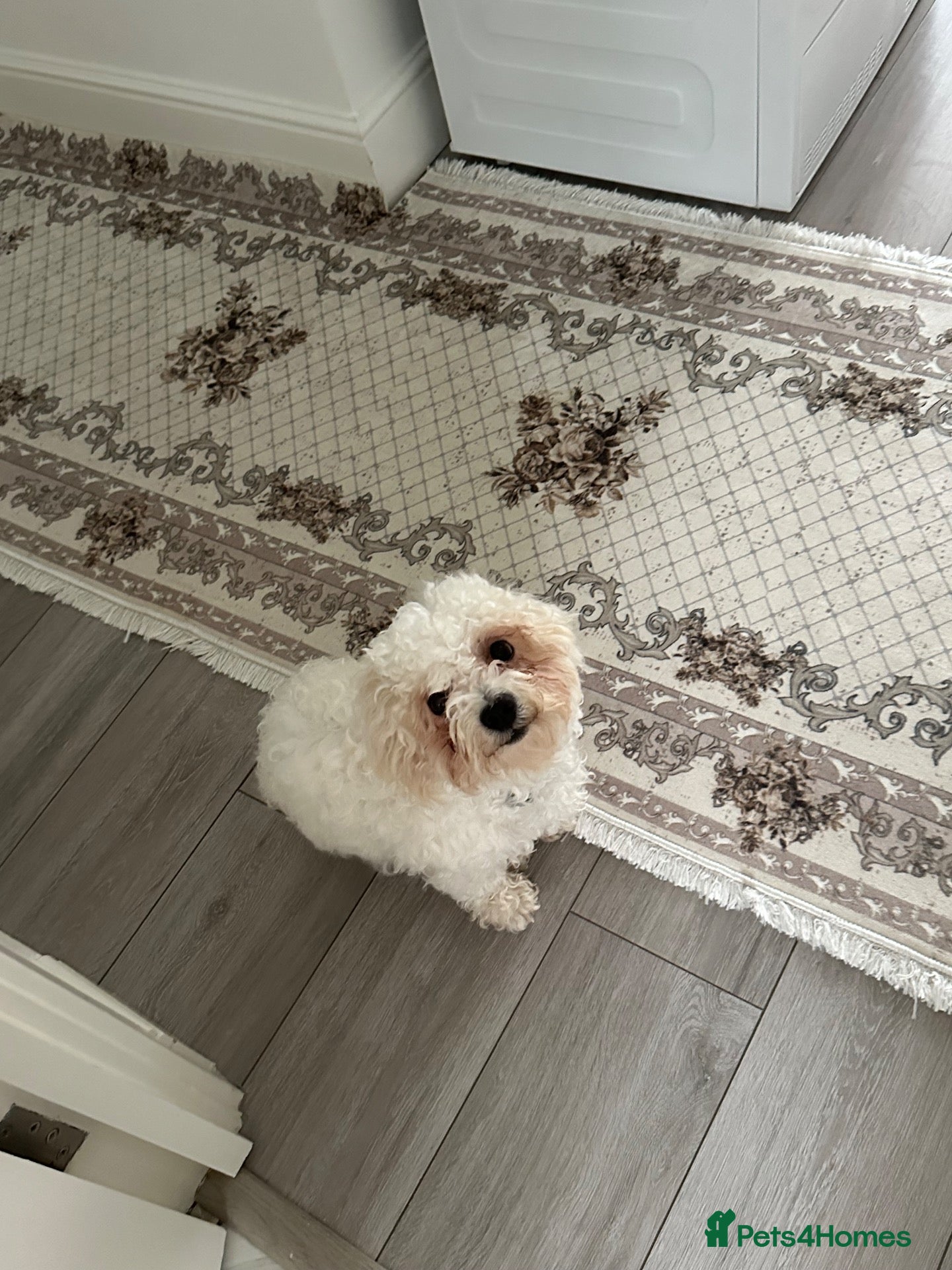 Mixed Breed dogs Bichon Frise Female  - Advert 15
