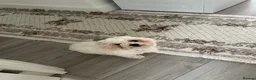 Mixed Breed dogs for sale: Bichon Frise Female  in Edgware - Advert 1