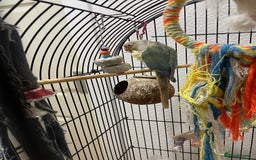 Conures birds for sale: 100% Silly tame conure  - Advert 11