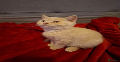British Shorthair cats - Advert 7