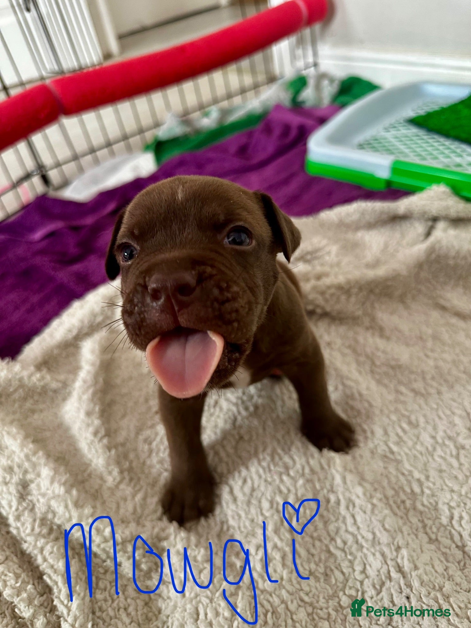 Mixed Breed dogs A* bulldog puppies 🐶 - Advert 2