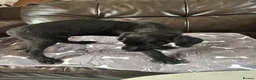 Mixed Breed dogs for sale: 7 Labrador and lurcher puppies! - Advert 6