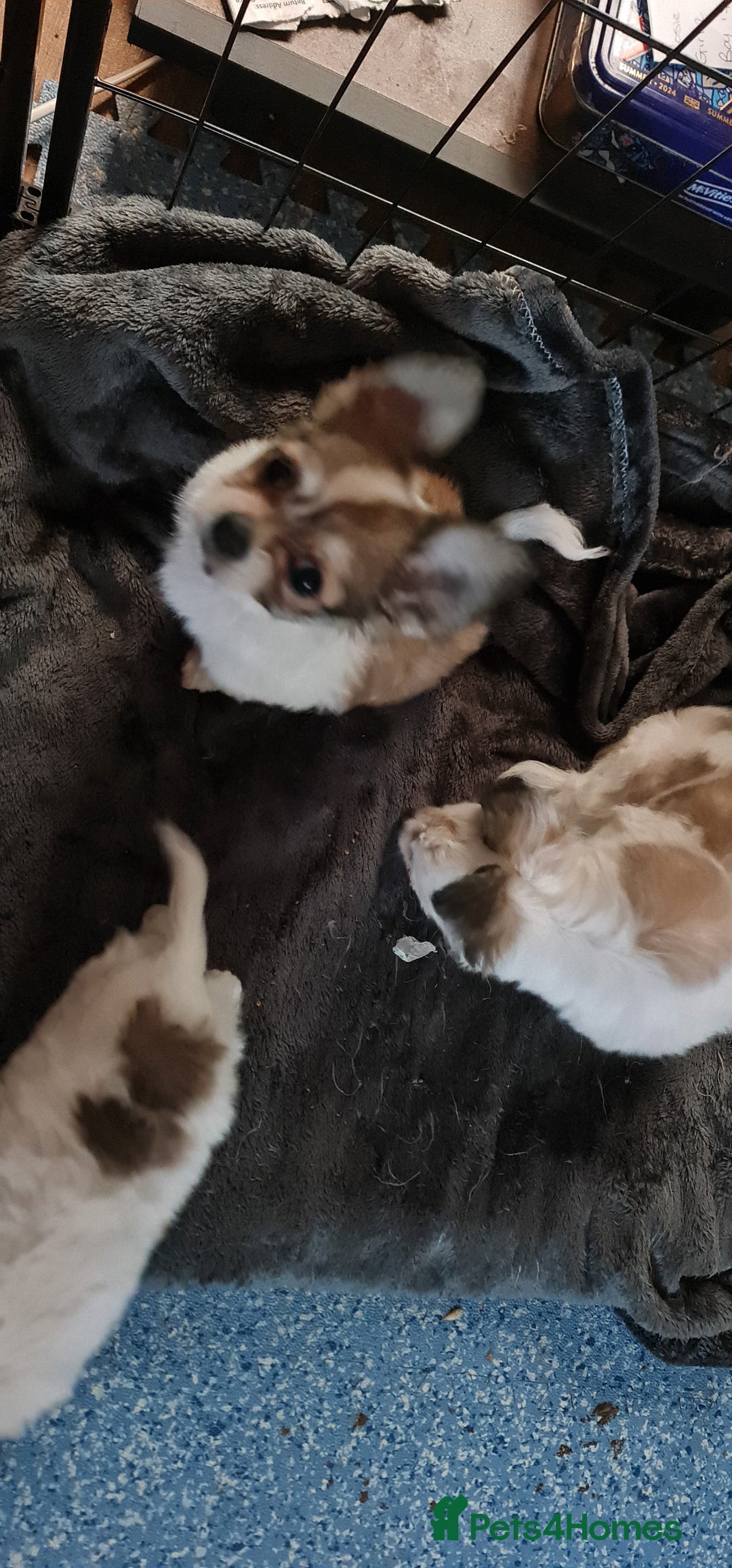 Chihuahua dogs for sale: Chihuahua for sale  - Advert 24