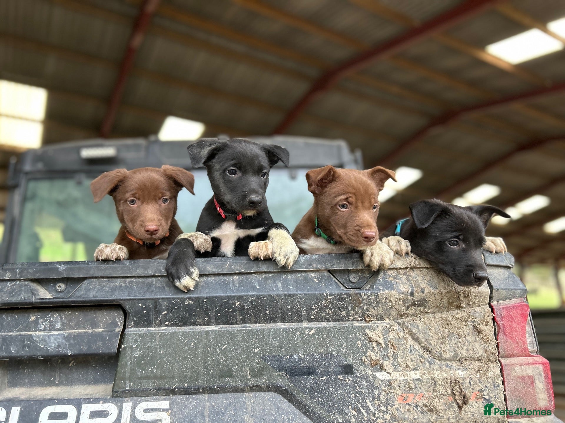 Mixed Breed dogs 4 beautiful border collie X kelpie pups for sale  - Advert 1