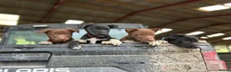 Mixed Breed dogs for sale: 4 beautiful border collie X kelpie pups for sale  - Advert 1