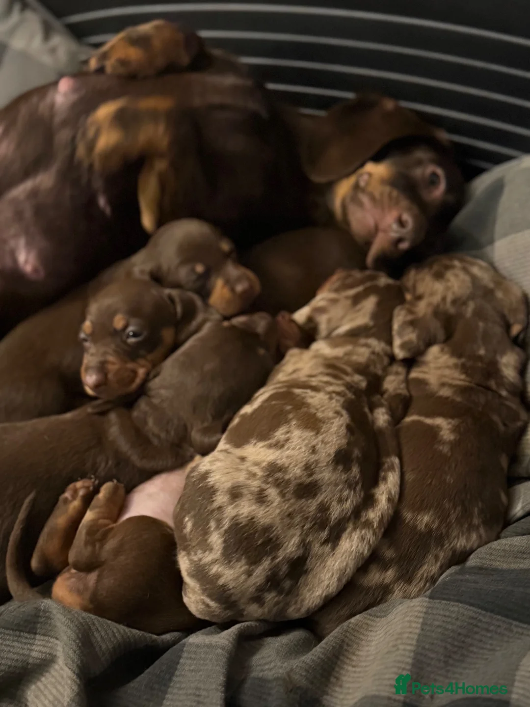 Dachshund dogs for sale: Sold!  Lovely Dachshunds!  - Advert 34
