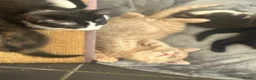 Mixed Breed cats for sale: Rescued kittens READ ADVERT - Advert 6