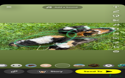 Guinea Pig rodents for sale: Ready to leave - Image 2