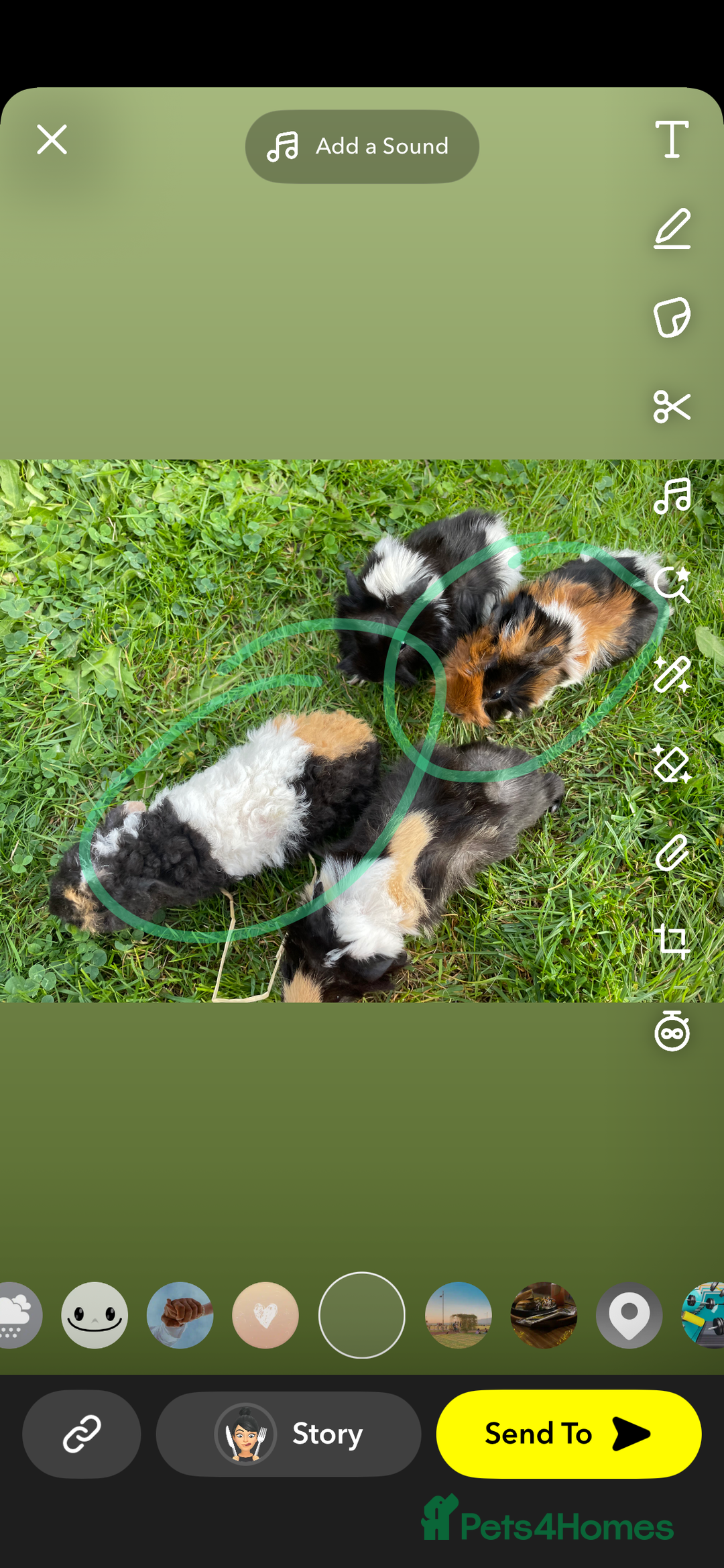 Guinea Pig rodents for sale: Ready to leave - Image 2