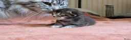 Maine Coon cats for sale: 🐾 GCCF Registered Maine Coon Kittens – 2 Boys 🐾 - Advert 6
