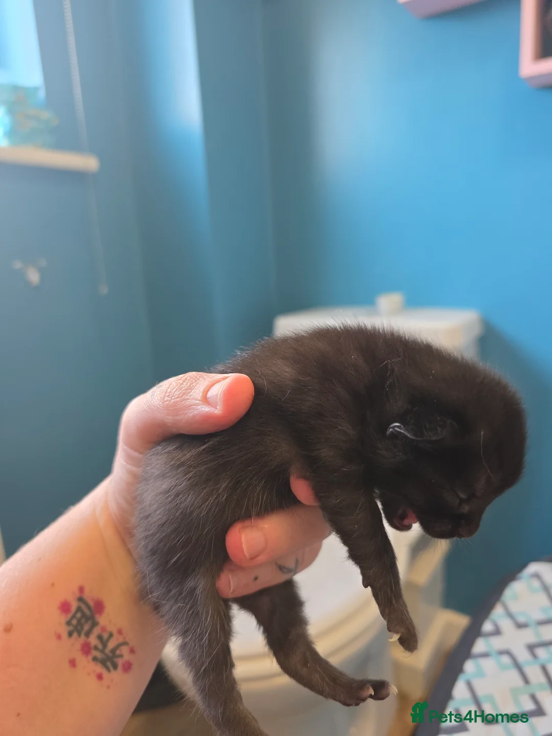 Bengal cats for sale: Quater bengal x mixed - Advert 5