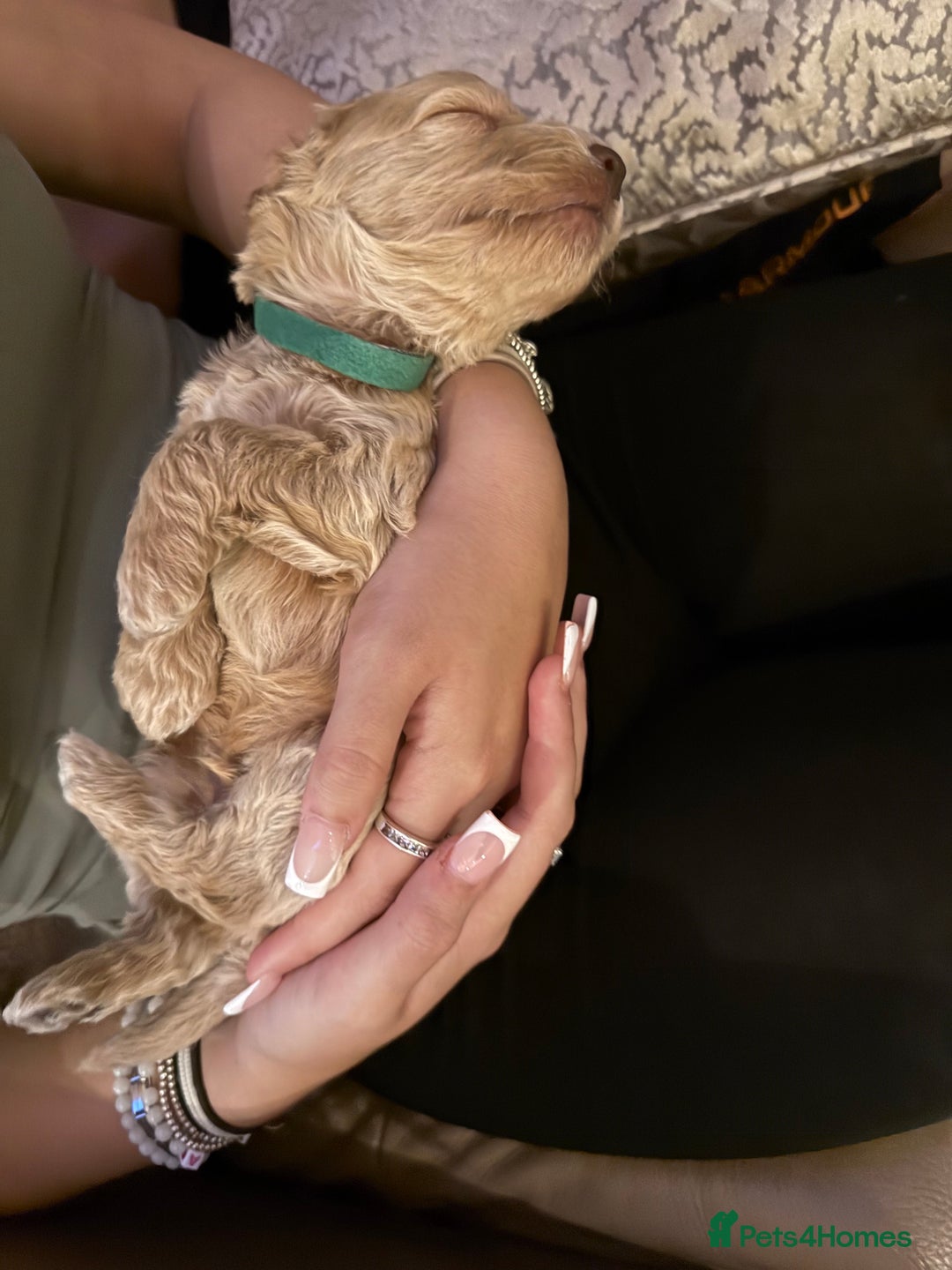 Cockapoo dogs for sale: Adorable cockapoo puppies for sale  - Image 22