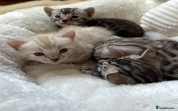 Bengal cats for sale: 💎💎💎 Luxury Bengal Kittens Available  - Image 19