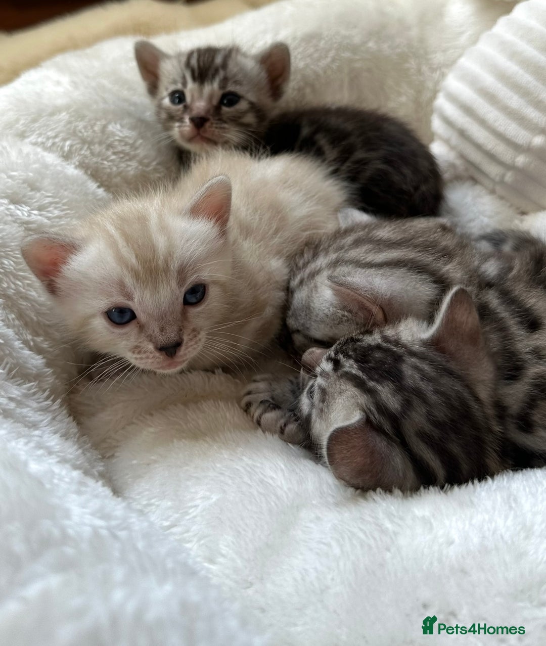 Bengal cats for sale: 💎💎💎 Luxury Bengal Kittens Available  - Image 19