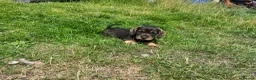 Dachshund dogs for sale: 6 stunning wire haired  puppies for 5⭐️ 🏡 in Keighley - Advert 5