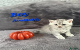 Scottish Fold cats for sale: 2 Adorable Scottish fold kittens left  - Advert 13