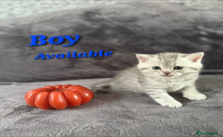 Scottish Fold cats 2 Adorable Scottish fold kittens left  - Advert 13