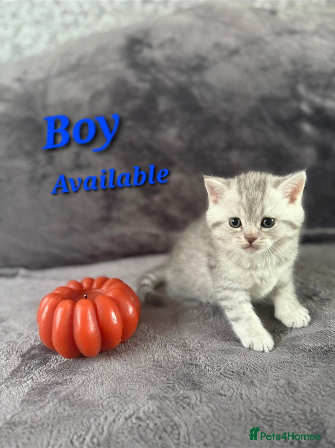 Scottish Fold cats for sale: 2 Adorable Scottish fold kittens left  - Advert 13