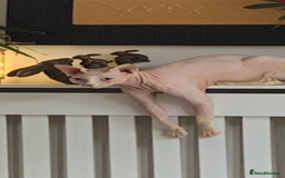 Sphynx cats for sale: Atticus and Phoenix  - Image 2