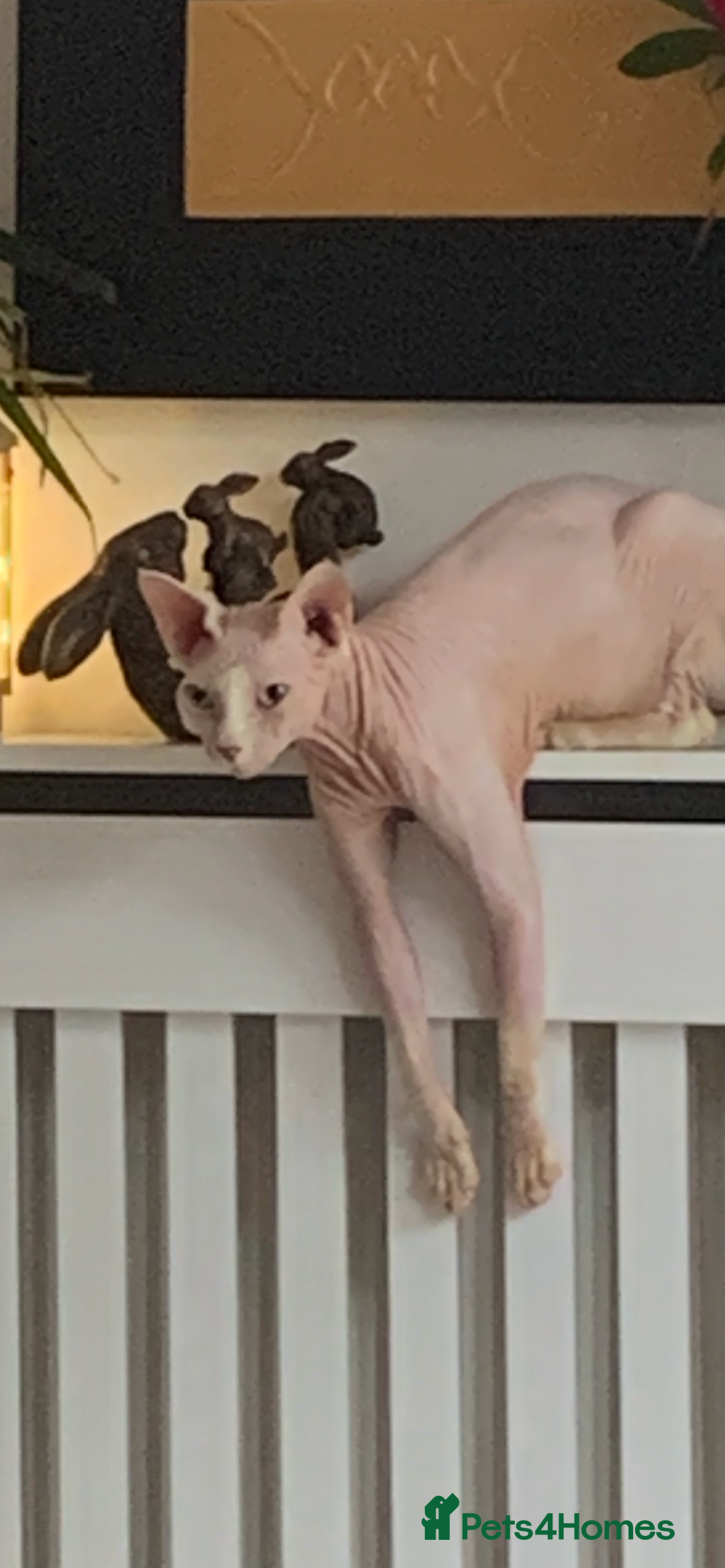 Sphynx cats for sale: Atticus and Phoenix  - Image 2