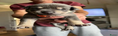 Mixed Breed 4