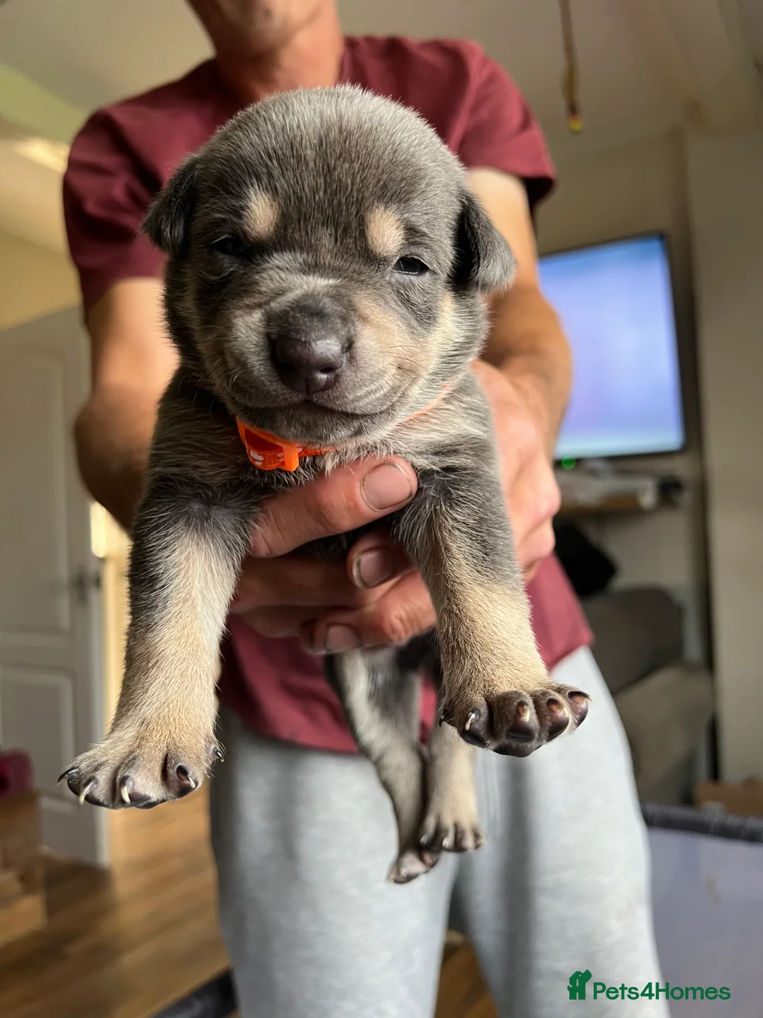 Mixed Breed dogs for sale: American bully x Gsd puppies  in Ripley - Advert 2