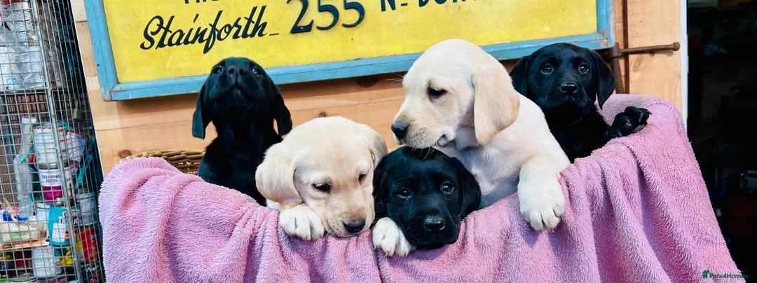 Labrador Retriever dogs for sale: KC Labrador Pups Chunky Traditional  Working - Advert 3