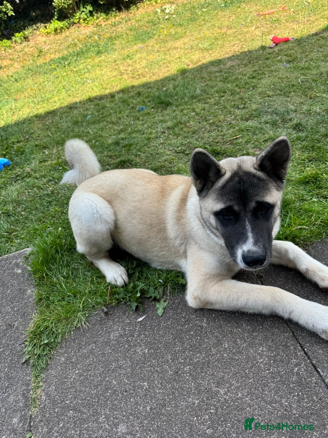 Akita dogs for sale: Akita 7 months old pup - Image 3