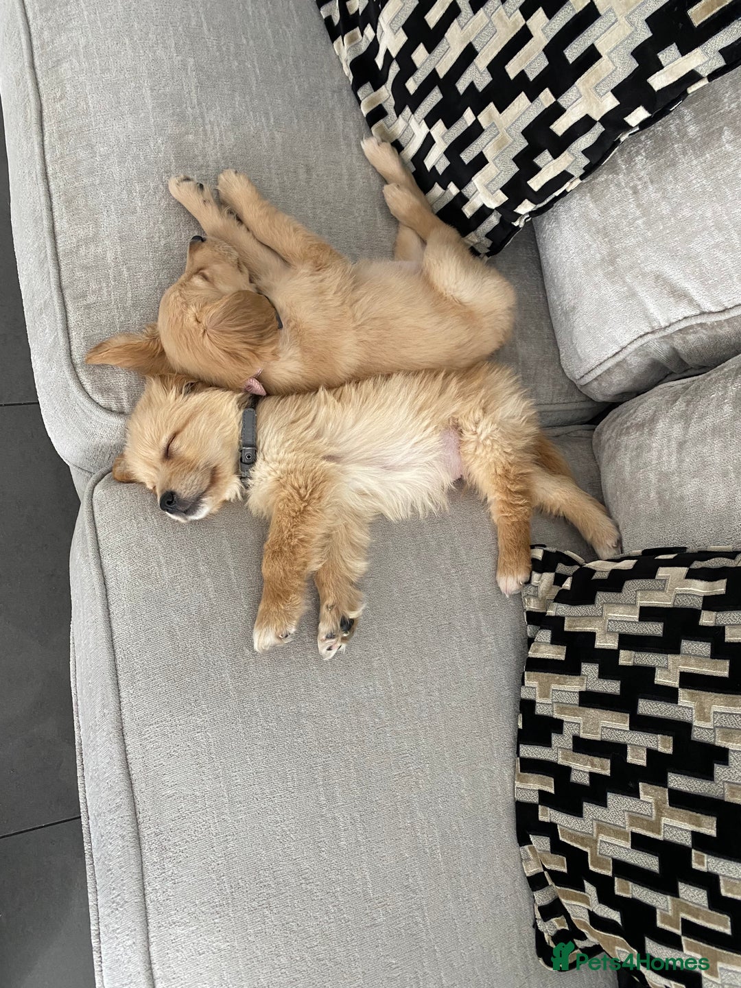 Golden Retriever dogs for sale: 2 golden retriever puppies 1 male 1 female  - Advert 2