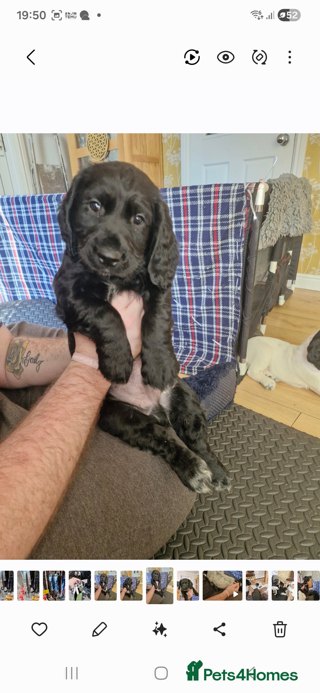 Sprocker dogs Beautiful sprocker pups - Advert 3