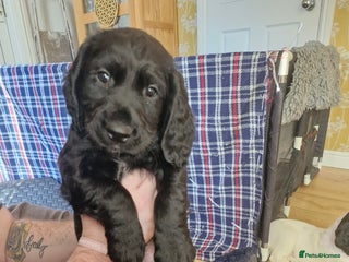 Sprocker dogs Beautiful sprocker pups - Advert 3