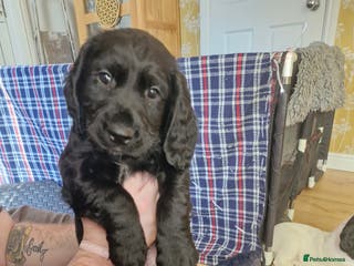 Sprocker dogs Beautiful sprocker pups - Advert 11