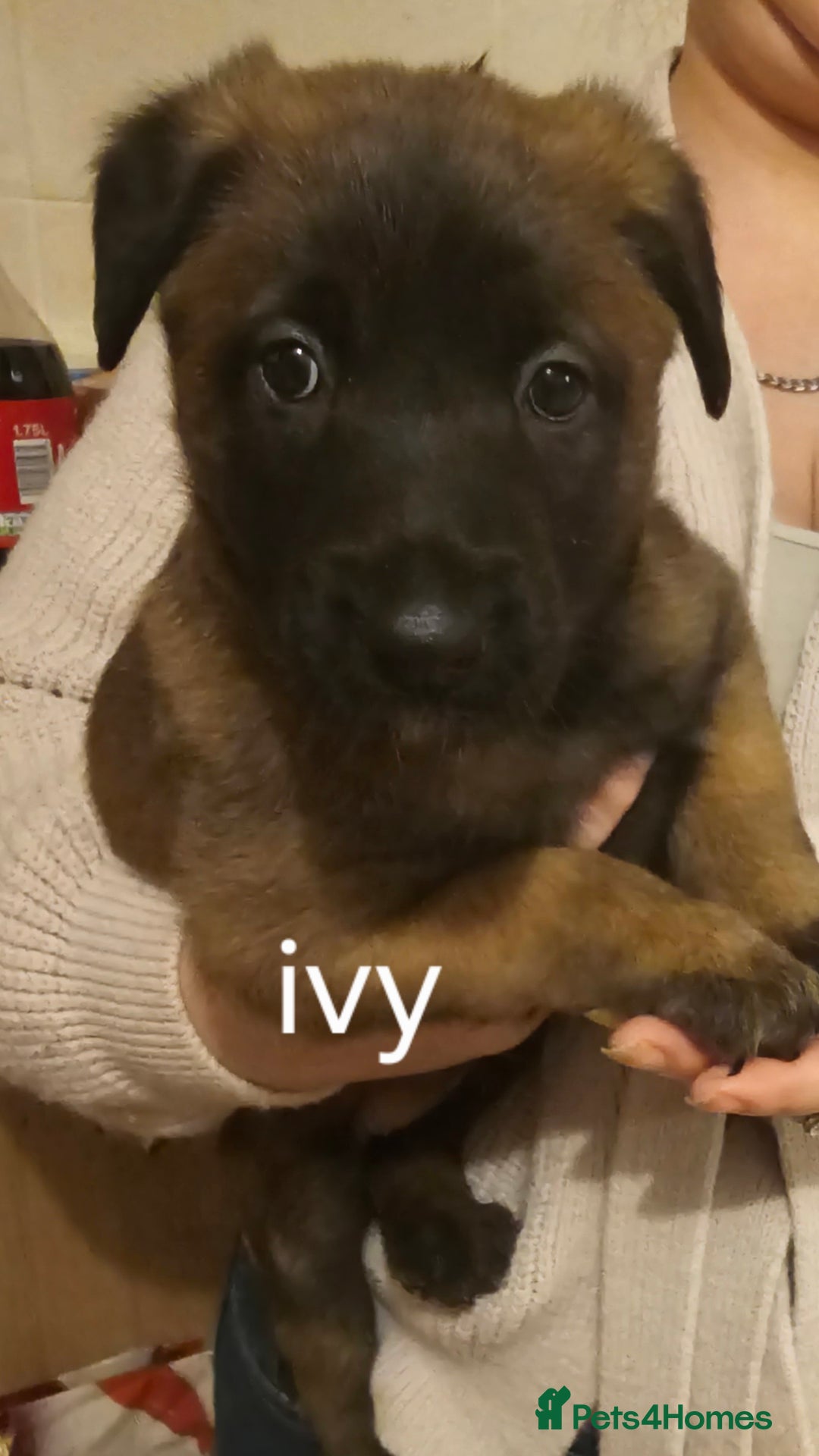 Belgian Shepherd Dog dogs for sale: Belgian malinois puppies 5 weeks - Advert 14