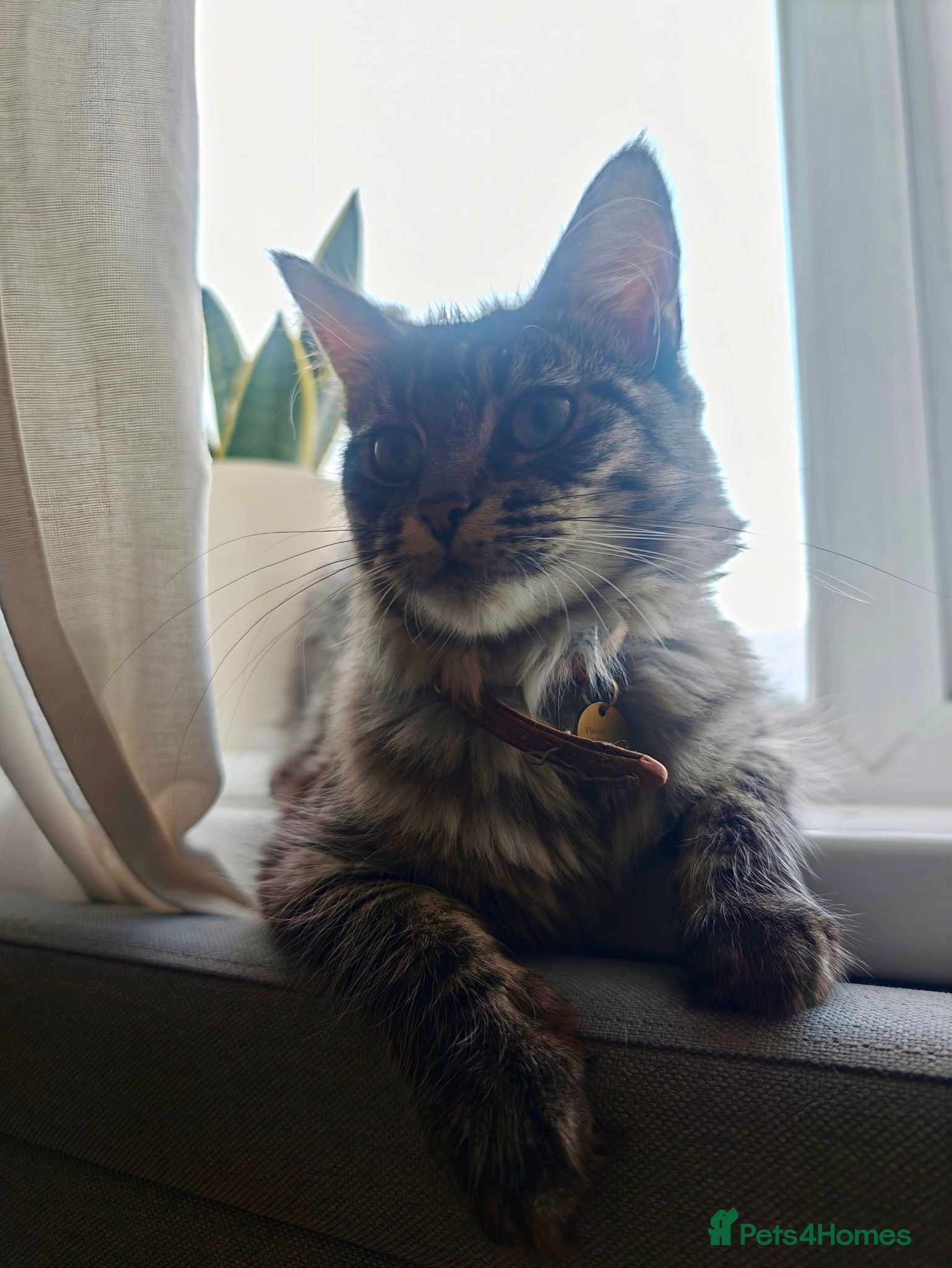 Mixed Breed cats Beautiful Mixed Maine Coon Kittens. - Advert 1